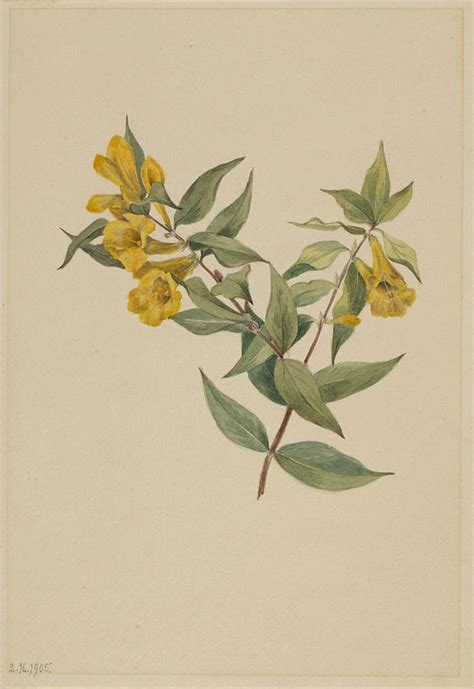 Yellow Jessamine Gelsemium sempervirens Drawing by Mary Vaux Walcott ...