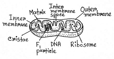 Mitochondria: Definition, Structure, Functions