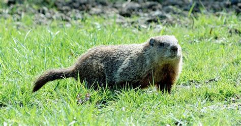 Species Spotlight: Woodchuck/Groundhogs