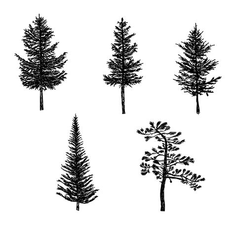 5 Pine Tree Silhouette Drawing (PNG Transparent) | OnlyGFX.com