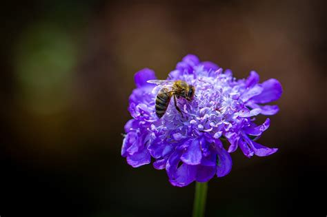 Bee Purple Flower Pollination - Free photo on Pixabay - Pixabay