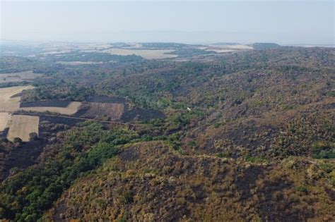 Wildfire destroys Mouse-tailed dormouse habitat – The Habitat Foundation