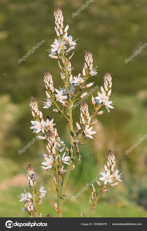 Photos Wild Plants Medicinal Plants — Stock Photo © benburdayimzaten ...