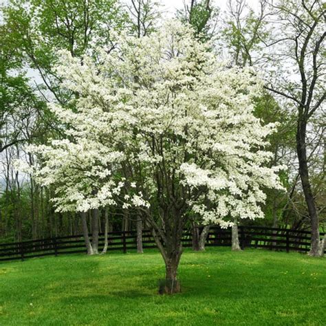 White Dogwood | Flowering trees, Ornamental trees, Dogwood trees