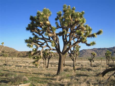 Twentynine Palms Photos - Featured Images of Twentynine Palms ...