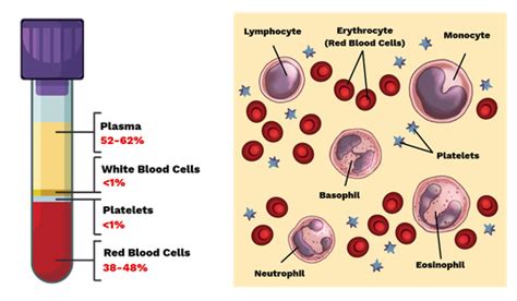 Blood components - Labster