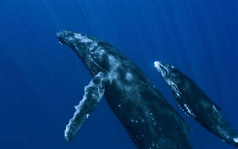 Download Animal Whale HD Wallpaper