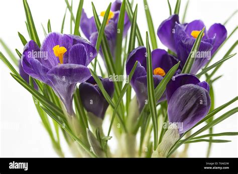 Crocus vernus, Spring crocus Stock Photo - Alamy