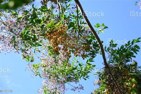 Melia Azedarach Tree Flowers And Fruits Stock Photo - Download Image ...