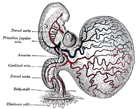 Dorsal aorta - Wikipedia