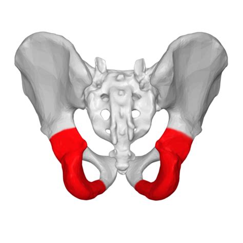 Ischium - Physiopedia