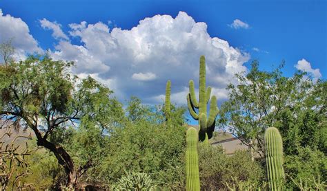 Tuscon Arizona Desert - Free photo on Pixabay - Pixabay