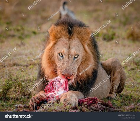 387 Lion Eating Flesh Images, Stock Photos, 3D objects, & Vectors ...