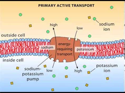 Primary Active Transport - YouTube