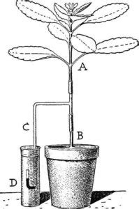 Difference Between Root Pressure and Transpiration Pull | Compare the Difference Between Similar ...