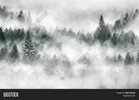Foggy Dark Forest. Top Image & Photo (Free Trial) | Bigstock