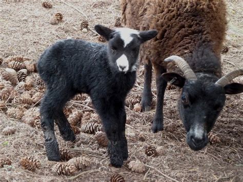 Woodland Creek Farm Soay Sheep: 2011 Soay Lambs at Woodland Creek