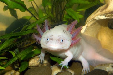 Ask Dr. Universe: What do Axolotl eat? What species are they? Do you ...