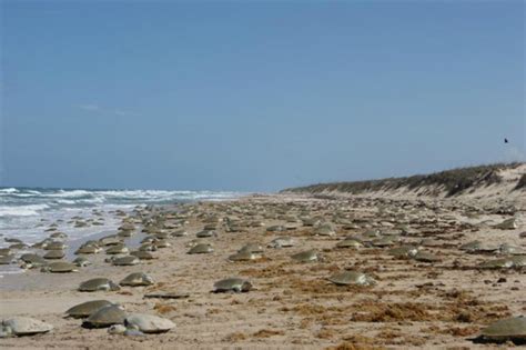 Virginia Aquarium release Four Kemp’s Ridley Sea Turtles – CAPE CHARLES MIRROR