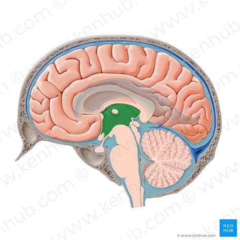 Cisterns Anatomy - Anatomical Charts & Posters