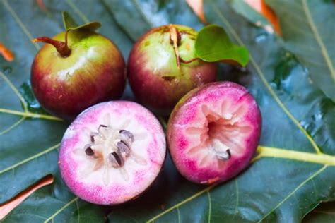 Star Apple Benefits: What You Need to Know about this Delicious Fruit