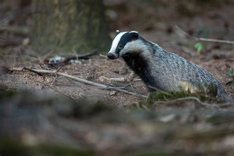 Badger Control - Trutech Wildlife Service