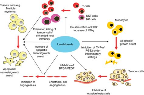 Mechanisms of action of lenalidomide in cell/tissue processes. BFGF ...