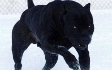 Scary Dogs: Top 10 Scariest Dog Breeds In The World