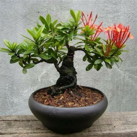 Hoa Trang bonsai mini | Shopee Việt Nam