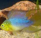 Apistogramma Borelli “Pantanal" group of 4 nano fish live tropical fish | eBay