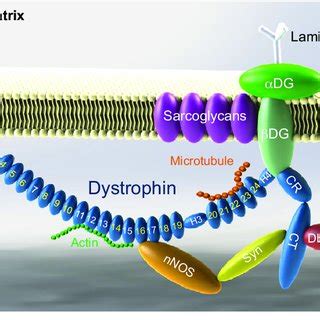 (PDF) Animal models of Duchenne muscular dystrophy: From basic mechanisms to gene therapy