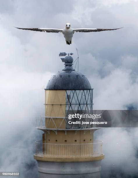 83 Bass Rock Lighthouse Stock Photos, High-Res Pictures, and Images - Getty Images