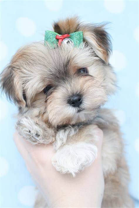 The Morkie - Maltese/Yorkie #maltese | Morkie puppies, Cute animals ...