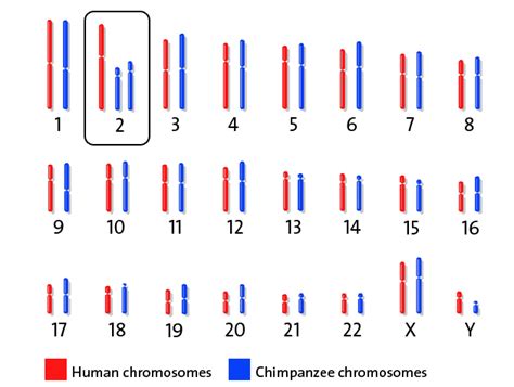 Comparative Biochemistry - Evidence for Evolution