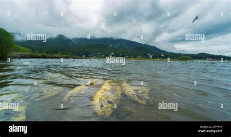 Dead and dying salmon, gulls prey on them. natural ecosystem. Alaskan ...