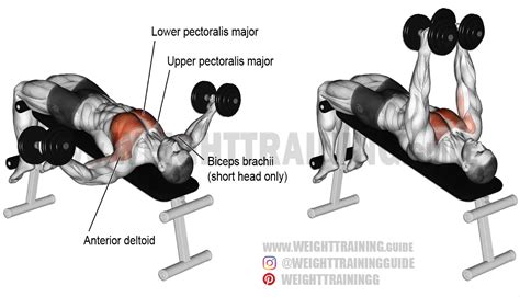 Decline dumbbell fly exercise instructions and video | WeightTraining.guide