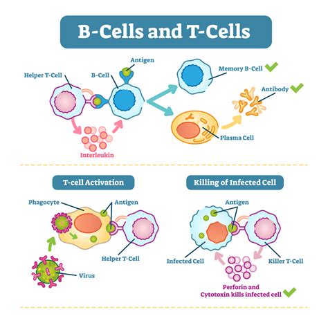 Lupus - B Cells, T Cells and the Immune System - Kaleidoscope Fighting Lupus