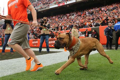 See the fans who lined up to see the Browns' heir to the mascot throne ...