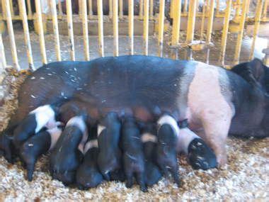 9 Hampshire pigs ideas | hampshire pig, pig, farm animals