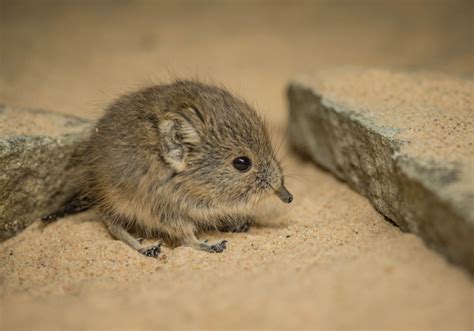 Meet Ping and Pong, Chester Zoo's Newborn Sengi Twins - ZooBorns