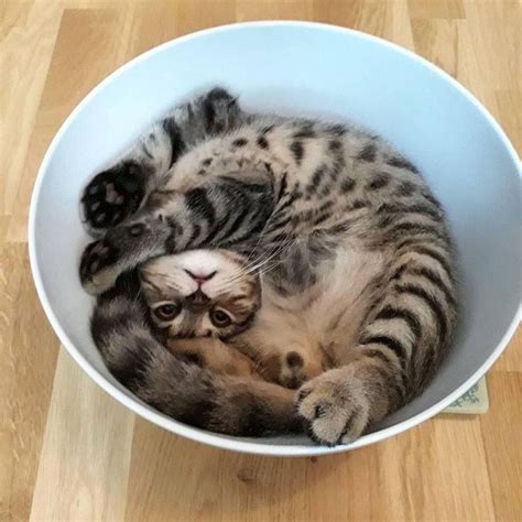 17 Liquid Cats Whose Bodies Can't Be Explained By Science | Cute cats, Cats, Crazy cats