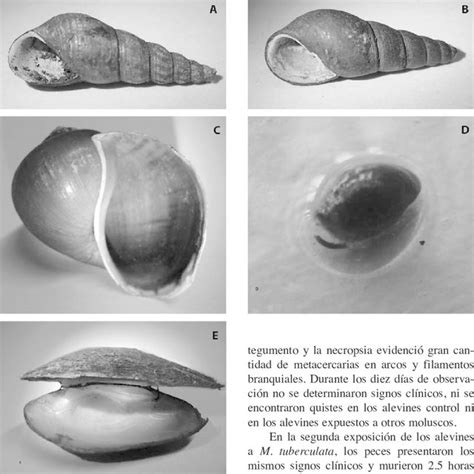 Freshwater mollusk species, number of freshwater mollusks collected and... | Download Table