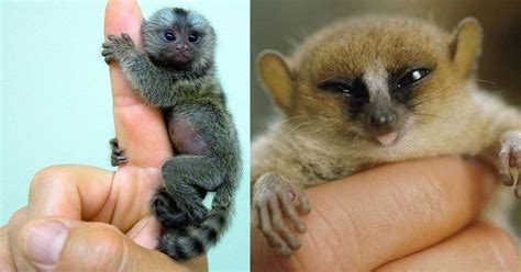 Meet the World's Smallest Animals | Small pets, Animals, Small world