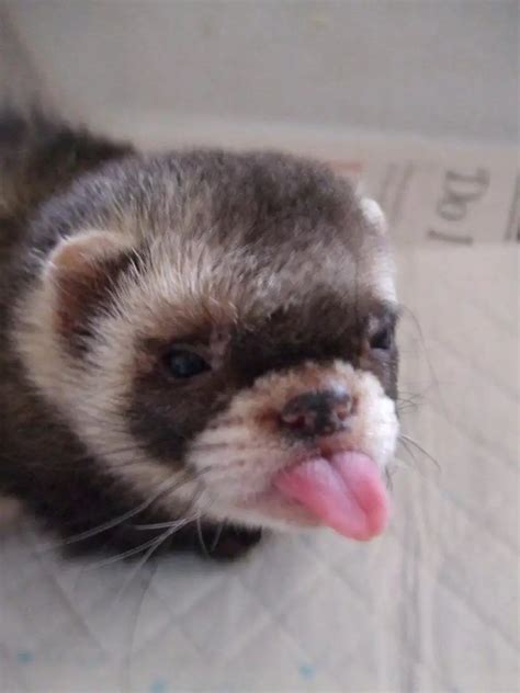 This Adorable Little Ferret Has An Identity Crisis - Thinks He's Just ...