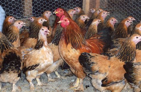 Buff Brahma Bantam Chickens for Sale | Cackle Hatchery