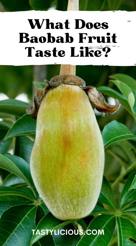 What Does Baobab Fruit Taste Like? | Tastylicious!