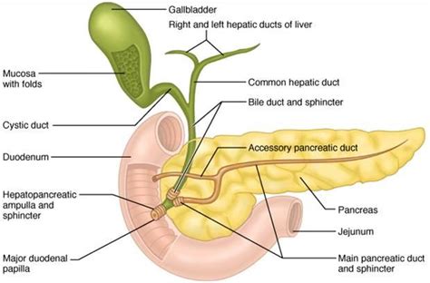 Pancreas Diagram Labeled