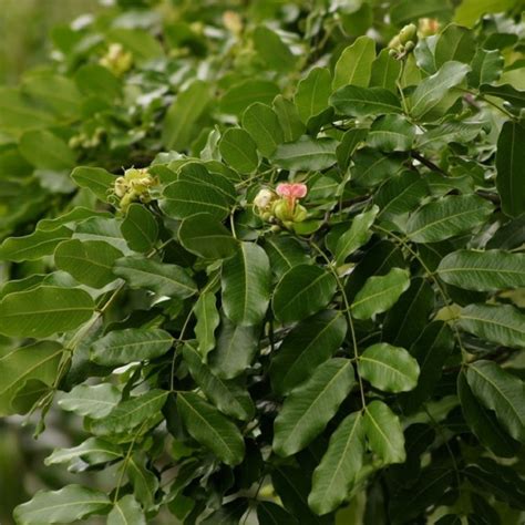 Afzelia xylocarpa : Makha tree