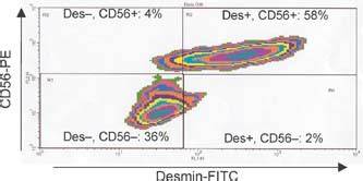 Co-expression of myoblast markers CD56 and desmin. Dual-fluorescent... | Download Scientific Diagram