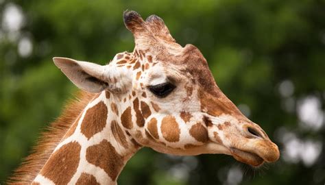 Does Every Giraffe Have Their Own Pattern of Spots? | Animals - mom.me